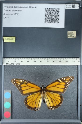 Media type: image;   Entomology 165072